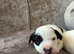 Beautiful Jack Russell puppies