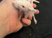 Males  6-8 weeks old