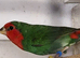 I have 3 pair of pied redfaced parrot finch for sale