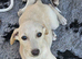 Beautiful 3/4 whippet puppies