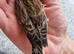 Linnet cock