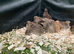 AVAILABLE 12 Female Quail for sale