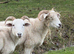 Wiltshire Horn Ewes
