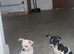 Stunning cutie chihuahua puppies