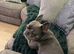 Female Frenchie 5 years old rehome