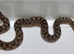 Sable Male Western Hognose