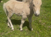 Registered miniature Shetland filly