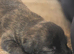 Shih-tzu x yorkie x Jacapoo puppies