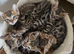 Bengal kittens looking for a loving new home