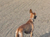 Saluki whippet greyhound