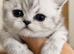 high quality exotic female kittens