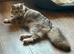 Pure Maine Coon Female