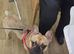 Bear French bulldog 14th old
