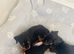 miniature dachshunds+French bulldog