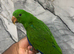 Friendly Baby HandReared Super Tame Cuddly Eclectus Parrot,28