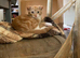 Gorgeous ginger and white Scottish Fold