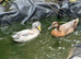 Blue valley ducks and Indian runners