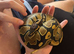 Young bull python