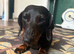 4 year old female dachshund