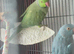 Pair of cage Ringneck&rsquo;s