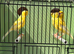x3 proven hens