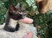 ADORABLE RAGDOLL MIX BOY READY NOW