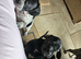 French bulldog x Show cocker spaniel ☆Ready to leave Tomorrow☆