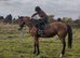 15.2hh Bay allrounder mare