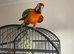 Catalina macaw