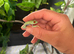6 red eye tree frogs and enclosure