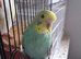 Hand reared baby budgie