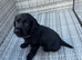 black cocker spaniel