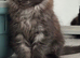 XXL Russian Mainecoons kittens
