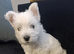 RKC pedigree Westie puppy boy