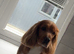 REHOME male cocker spaniel Benji