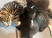 Kittens for sale