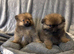 Beautiful teddy bear Pomeranian puppy's