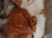 Ginger and white fluffy boy