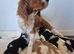 6 Cavalier King Charles Spaniel puppies