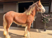 Gorgeous Chestnut Colt