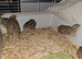 Cotunix Quail for sale