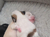 4 gorgeous pups