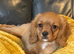 Gorgeous cavalier boys