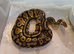 Female pastel yellow belly het clown