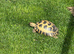 Female tortoise
