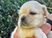 4 Beautiful Orphaned Pug/Frenchie babies