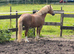 Very well bred chestnut mare