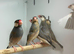 Jawa finches
