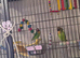 2 lovebirds