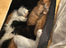 Fluffy Kittens, lovely temperament and very cuddly